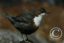 Dipper